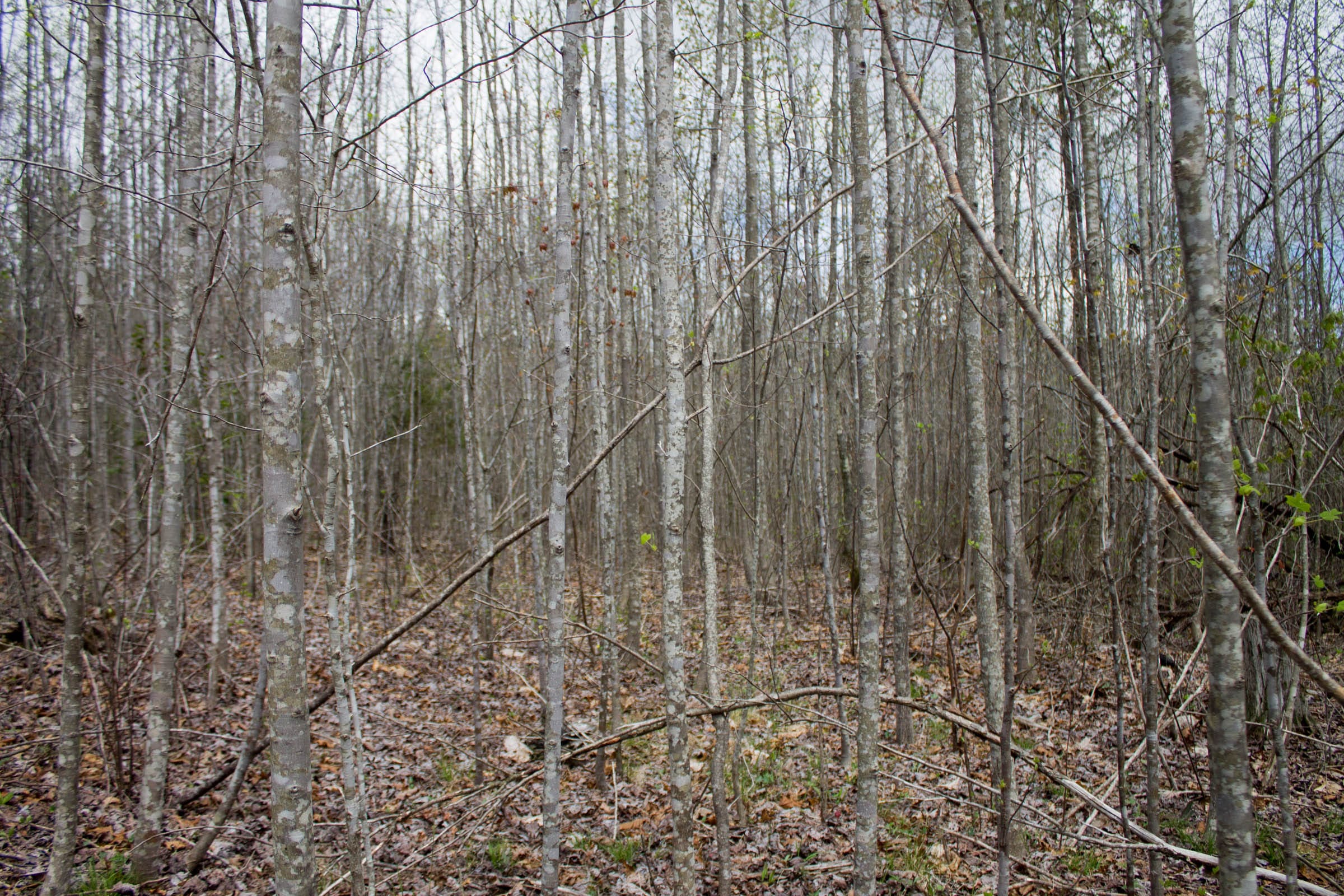 Hidden Hills Tract 20 photo 5