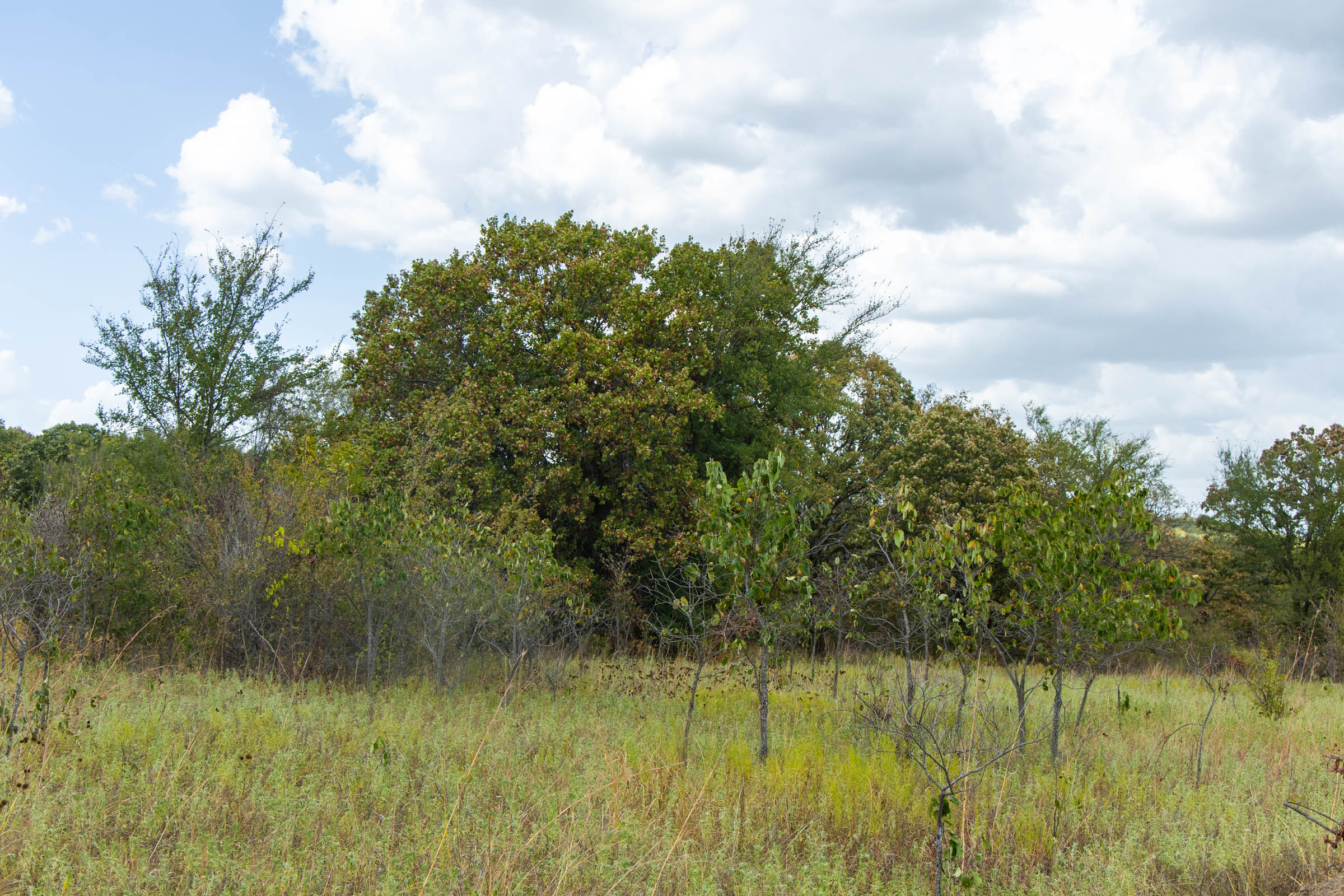 Gracyn Meadows Tract 4 photo 4