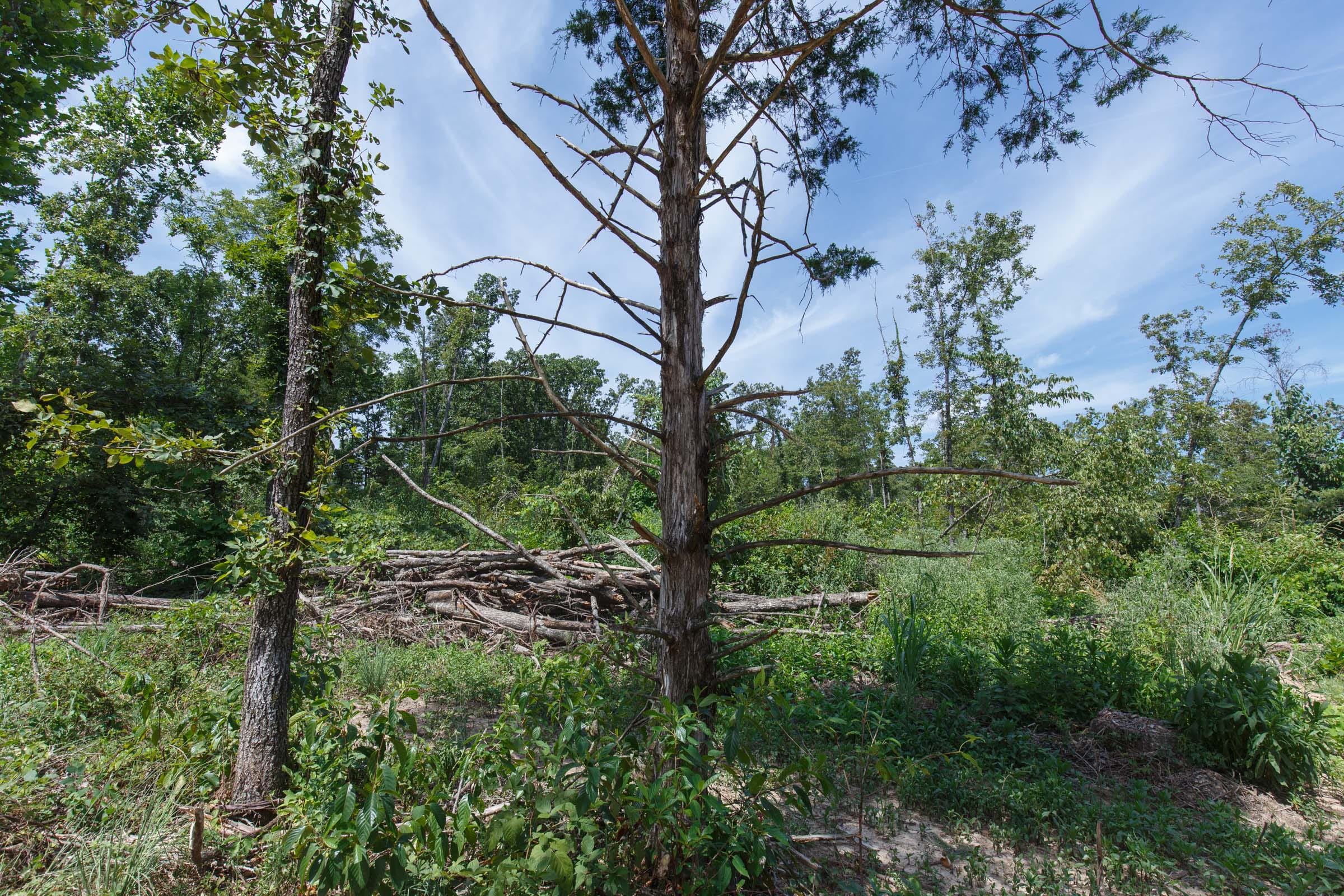 Wildwood Tract 2 photo 3