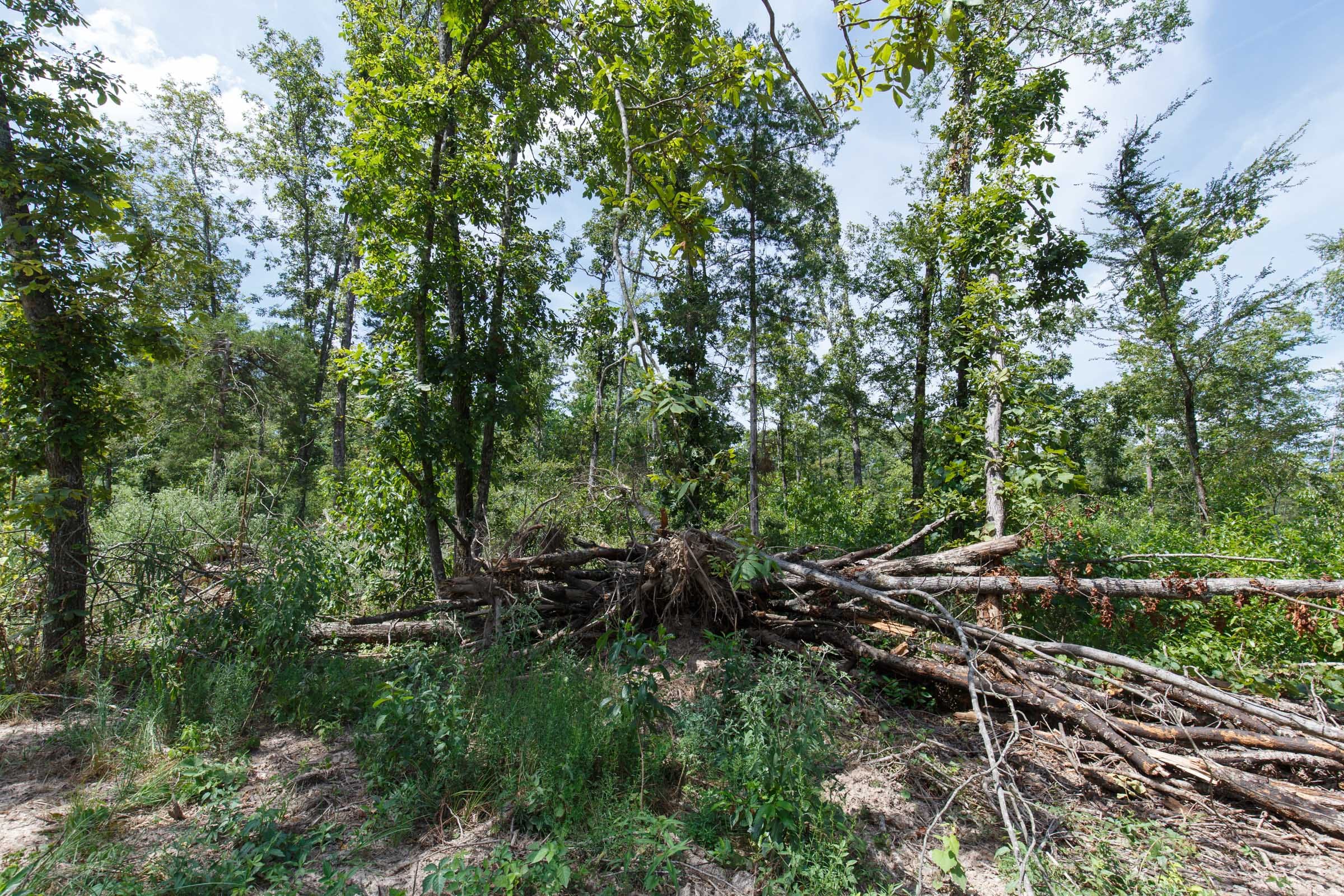 Wildwood Tract 2 photo 9