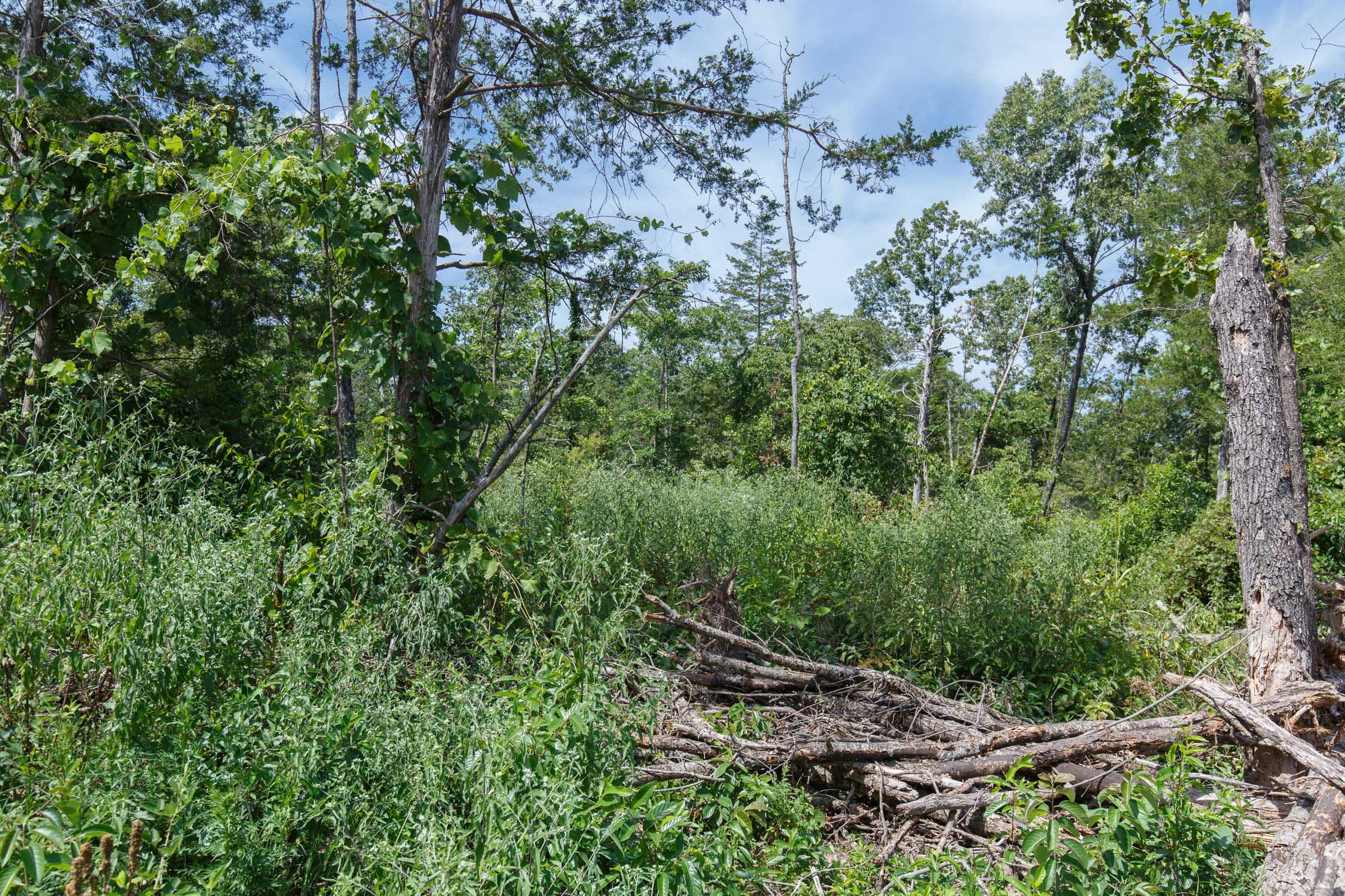 Wildwood Tract 2 photo 11