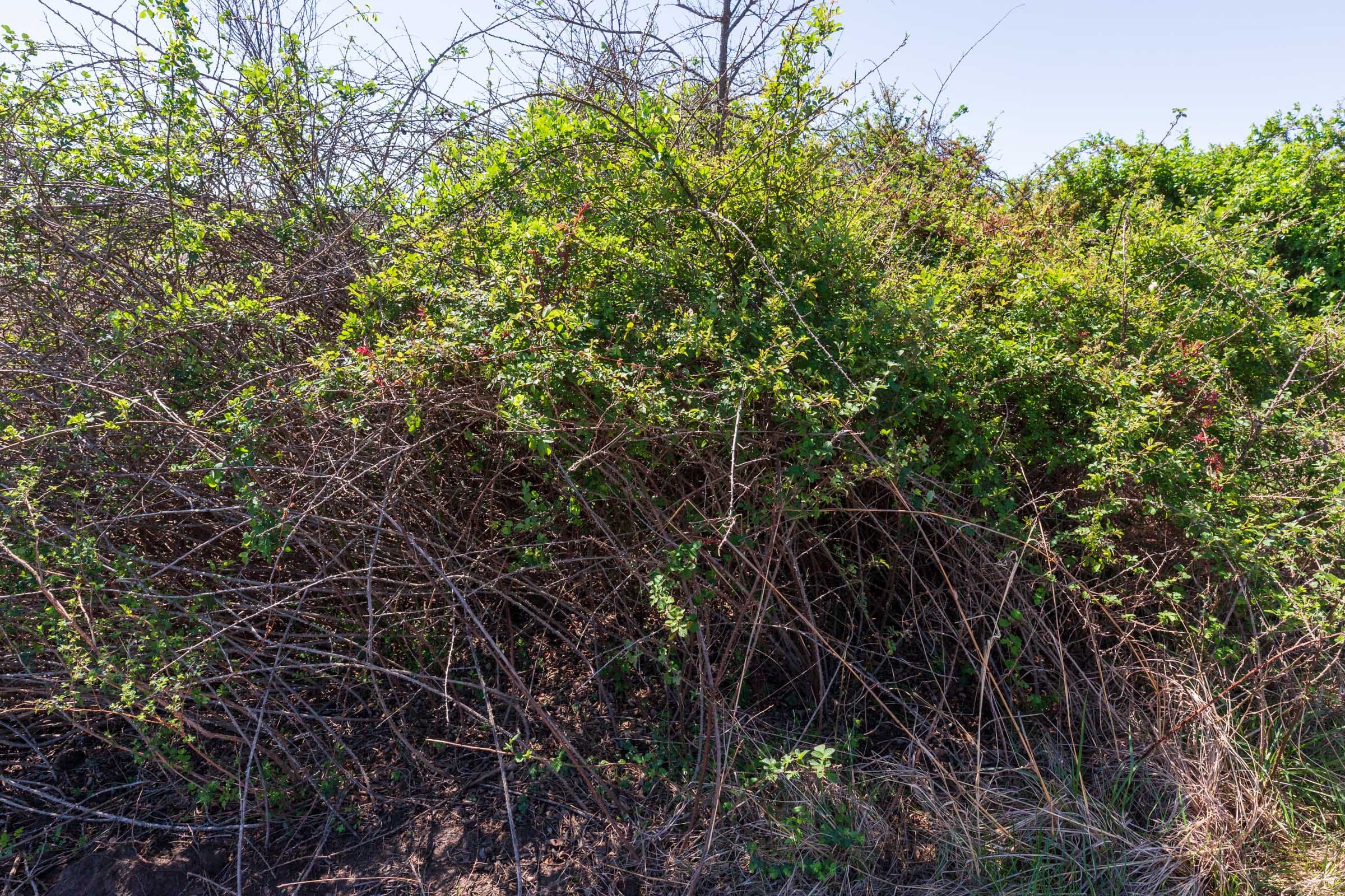 Prairie Grove Tract 19 photo 4