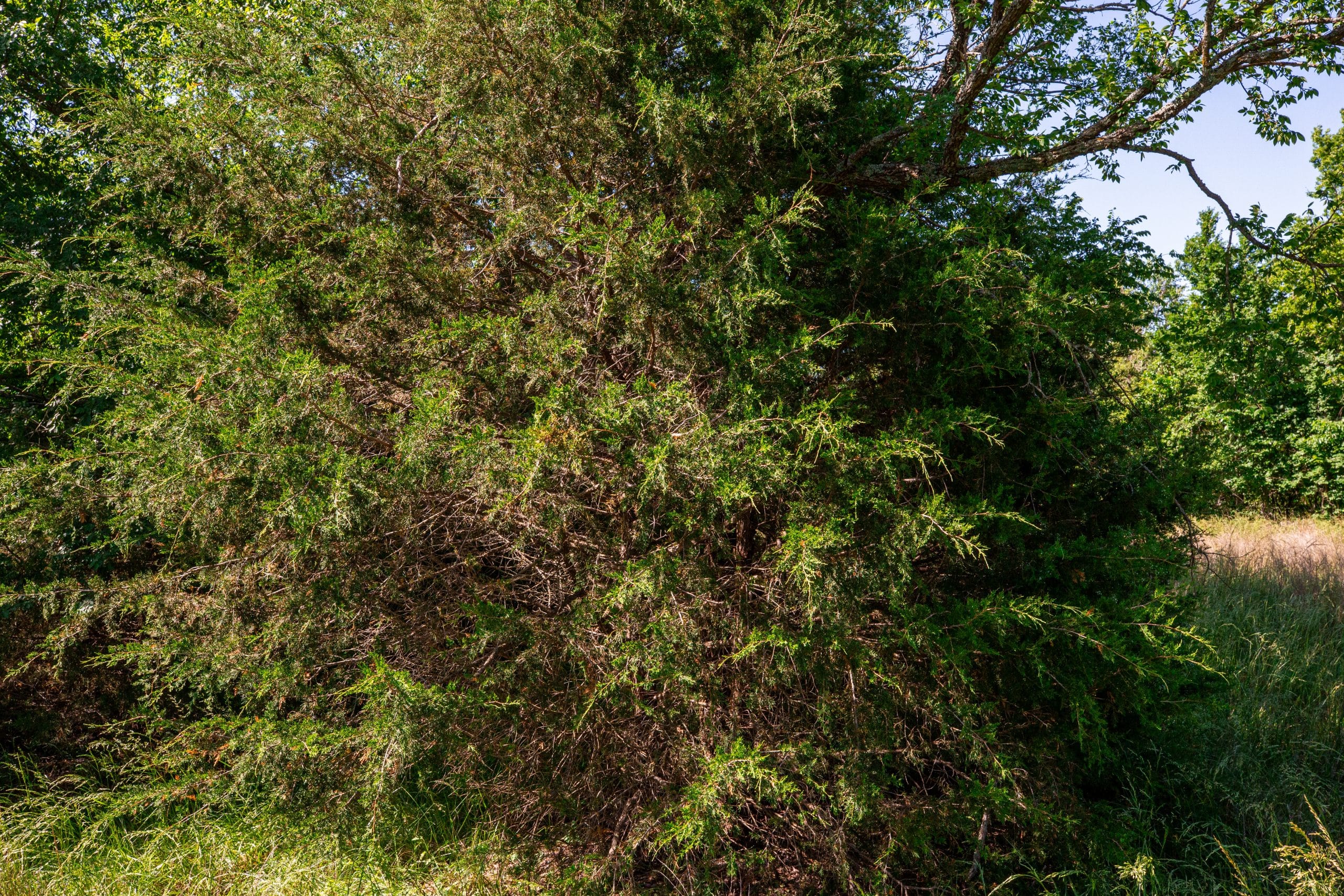 Prairie Grove Tract 19 photo 7