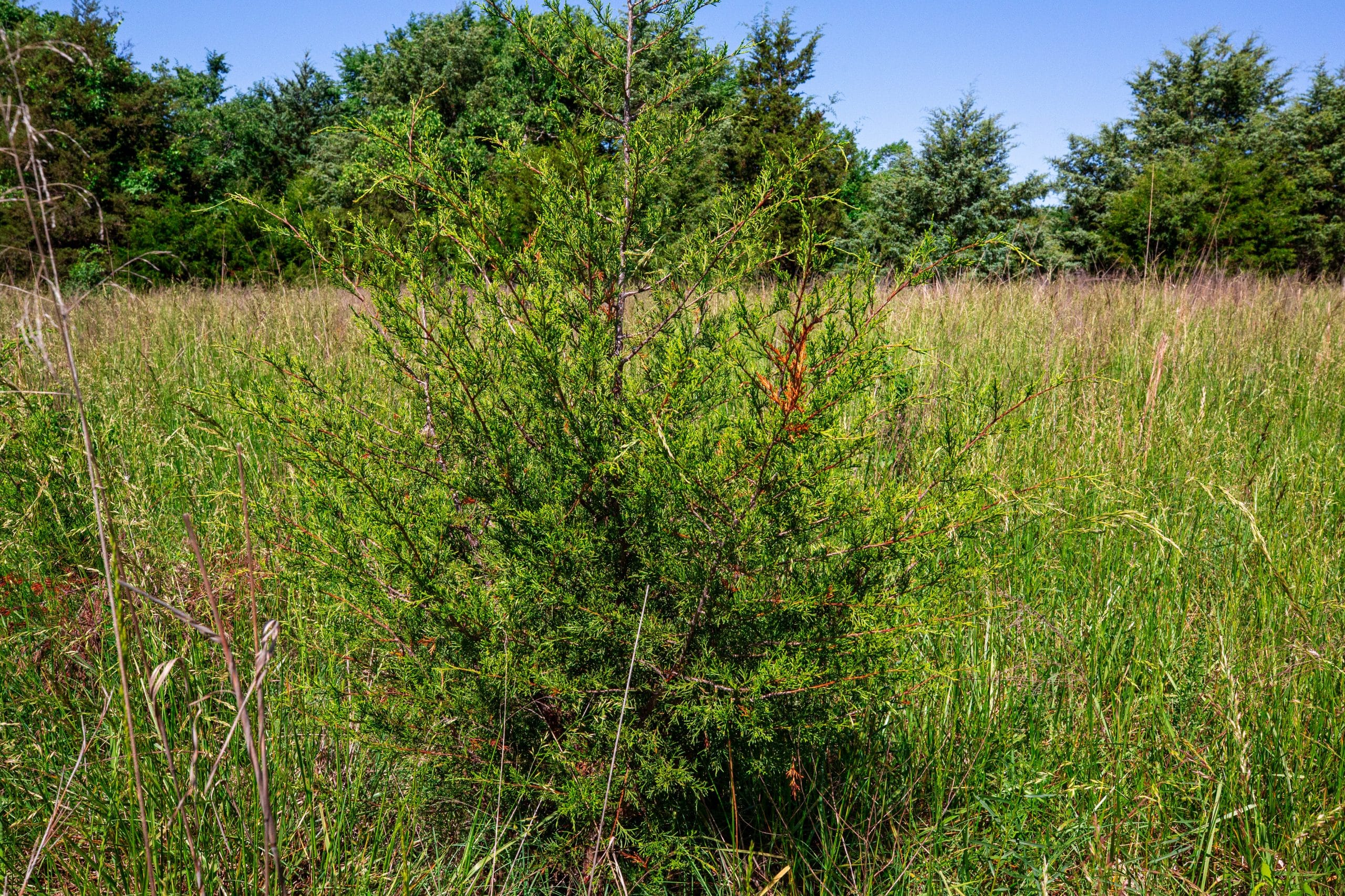 Prairie Grove Tract 19 photo 2