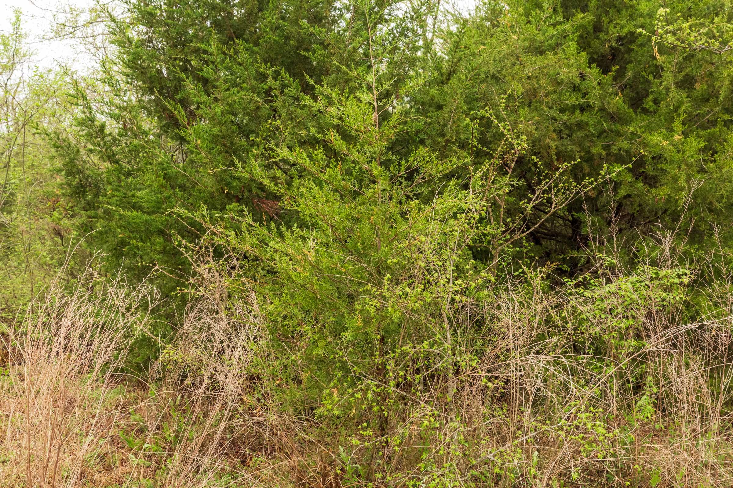 Moonrise Meadows Tract 7 photo 4