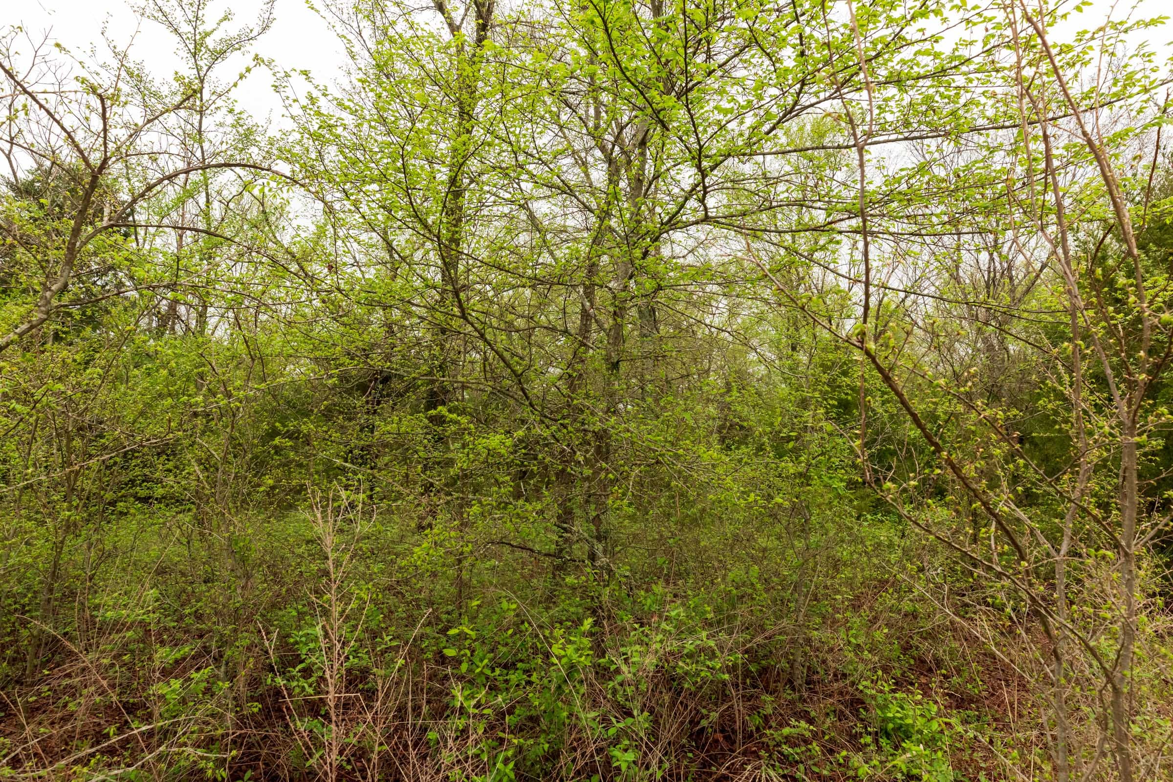 Moonrise Meadows Tract 7 photo 9