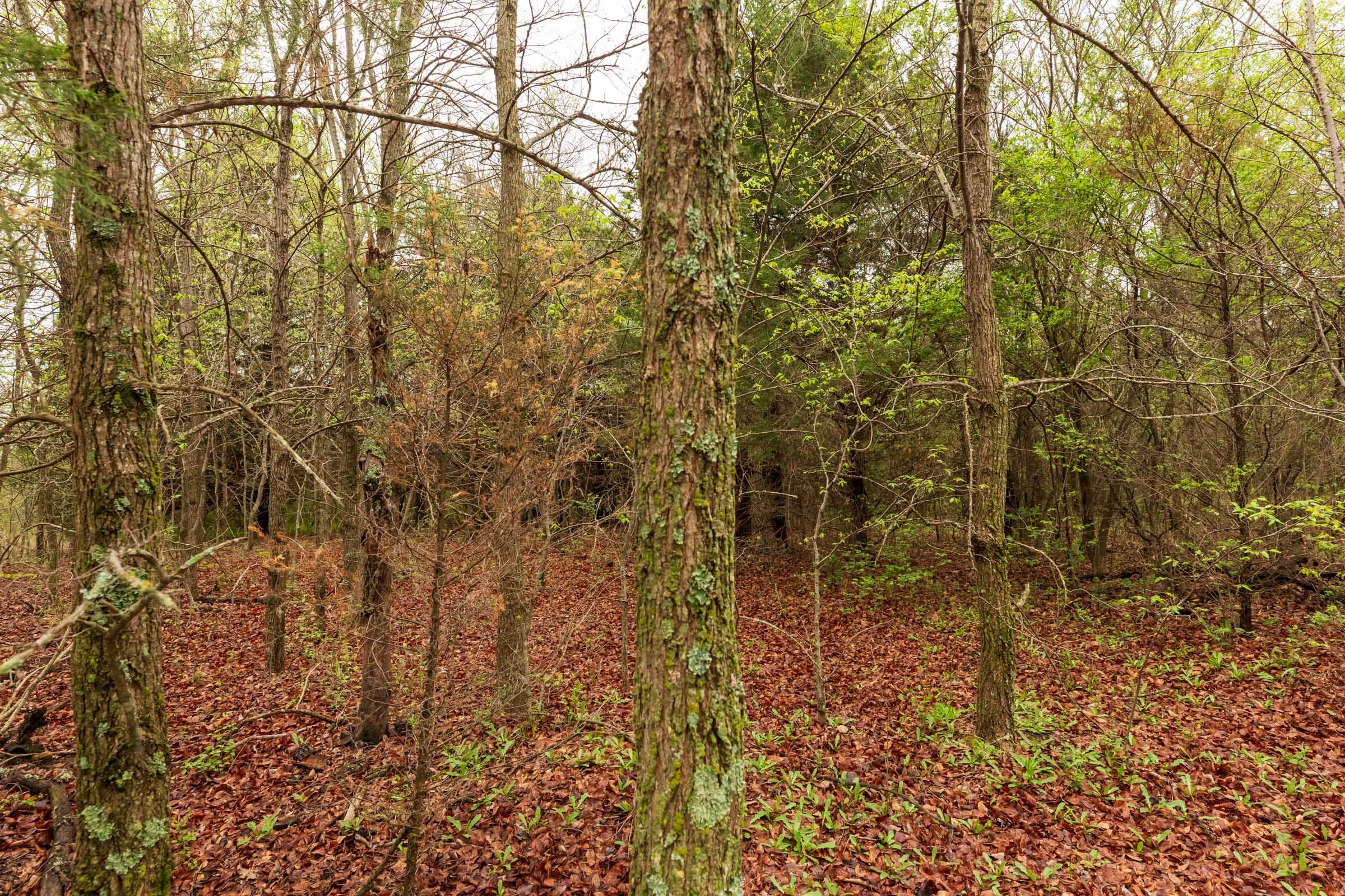 Moonrise Meadows Tract 7 photo 2