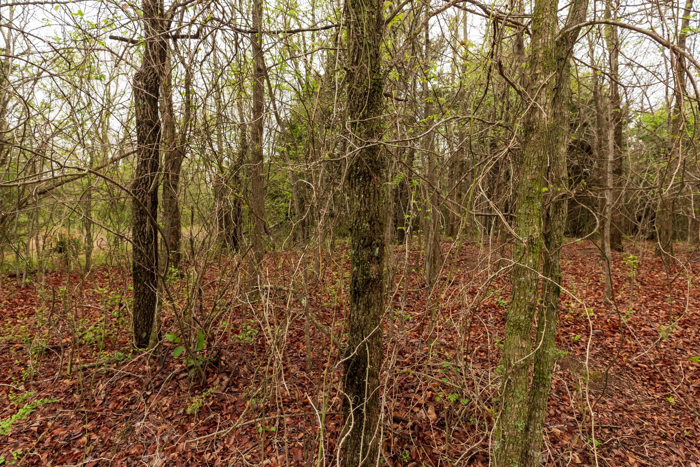 Moonrise Meadows Tract 7 photo 5