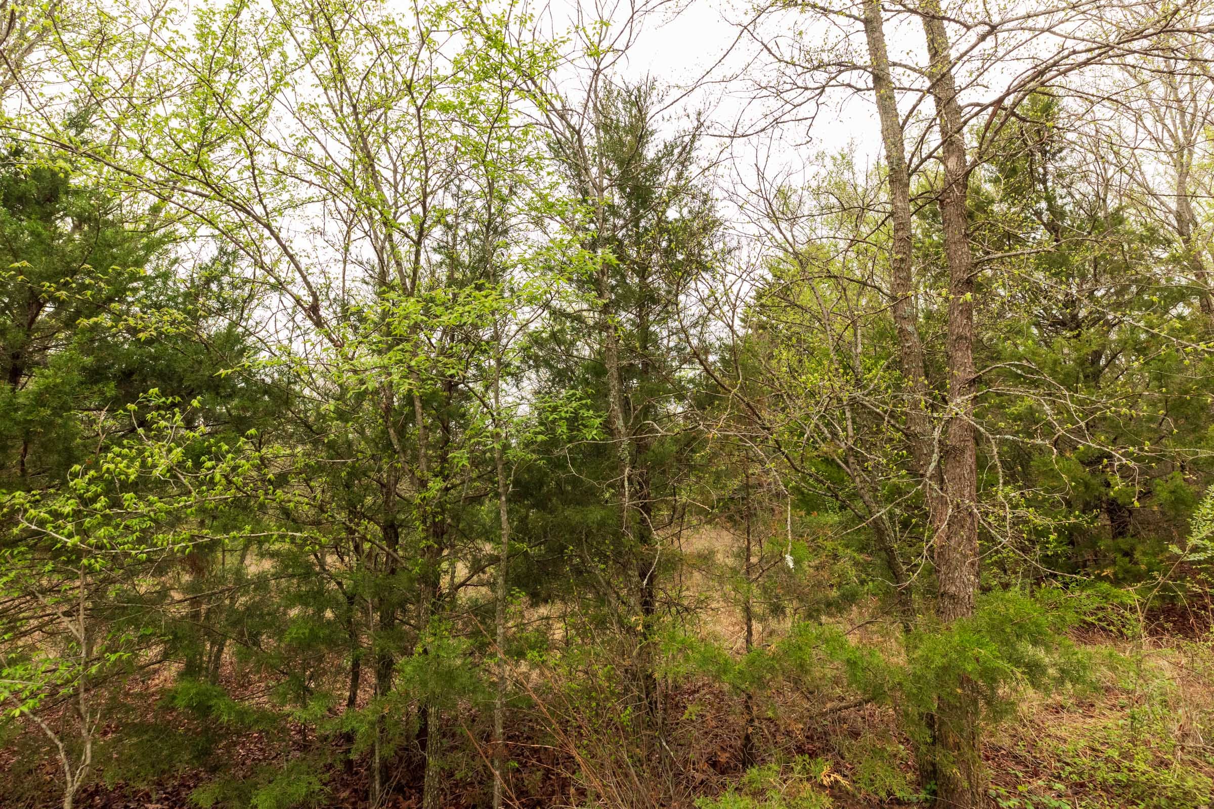 Moonrise Meadows Tract 7 photo 12