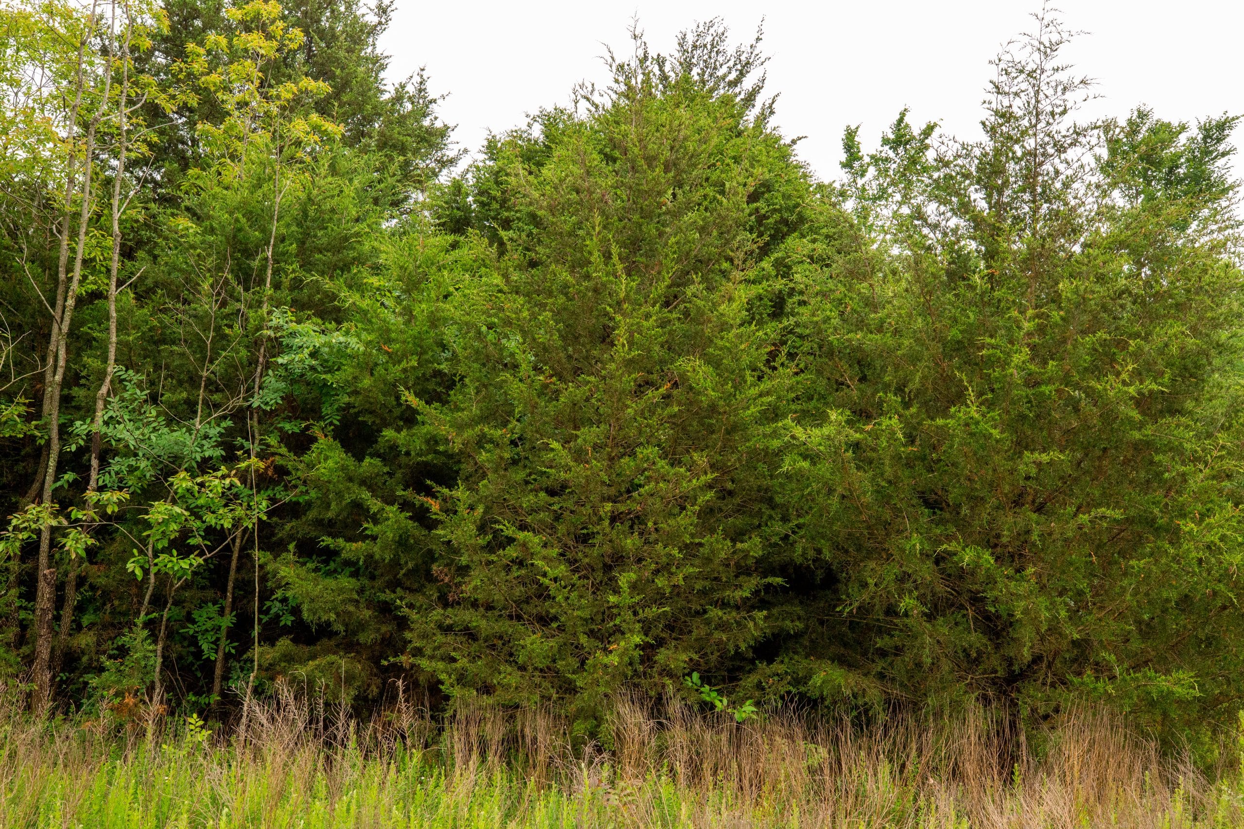 Moonrise Meadows Tract 7 photo 13