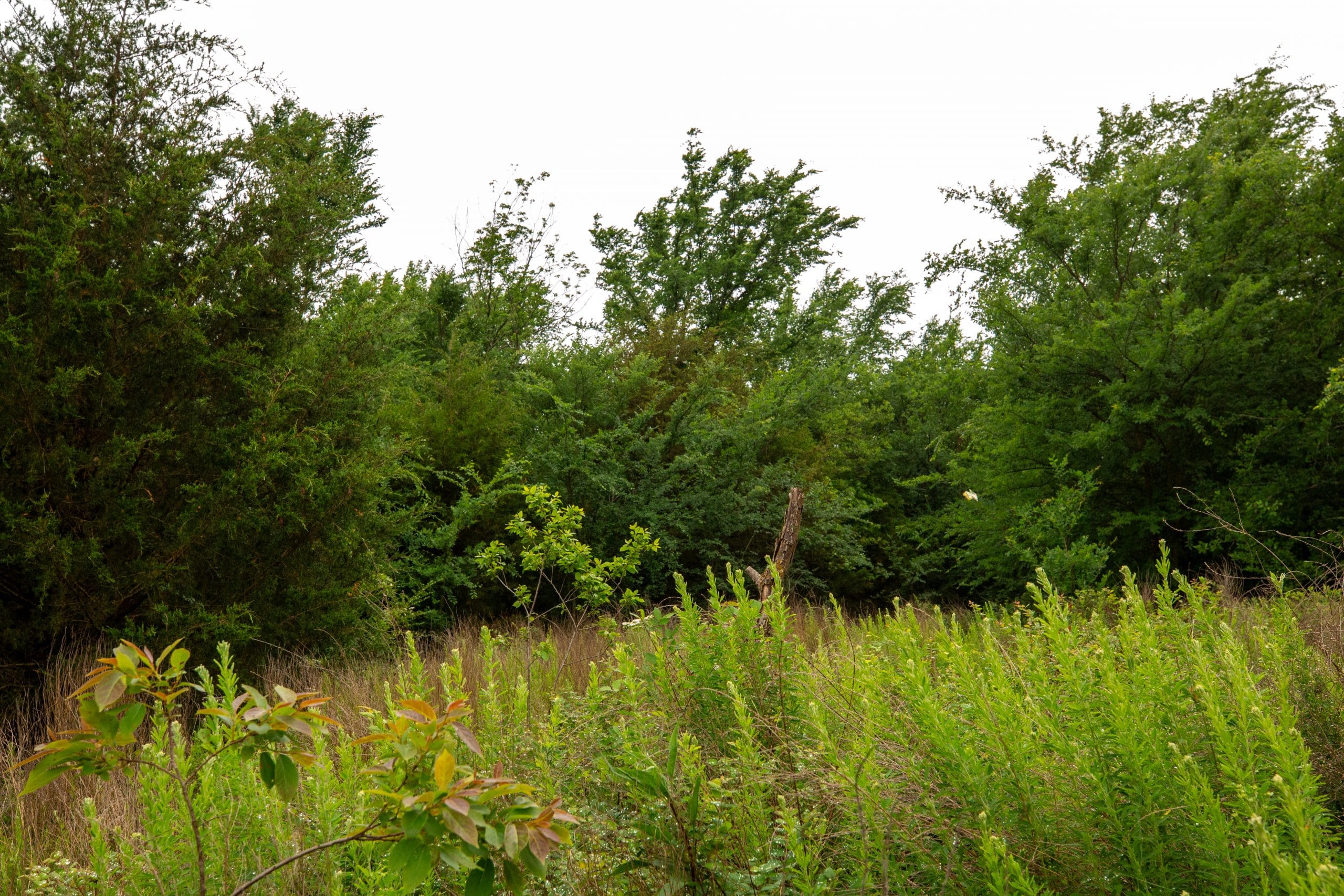 Moonrise Meadows Tract 7 photo 8