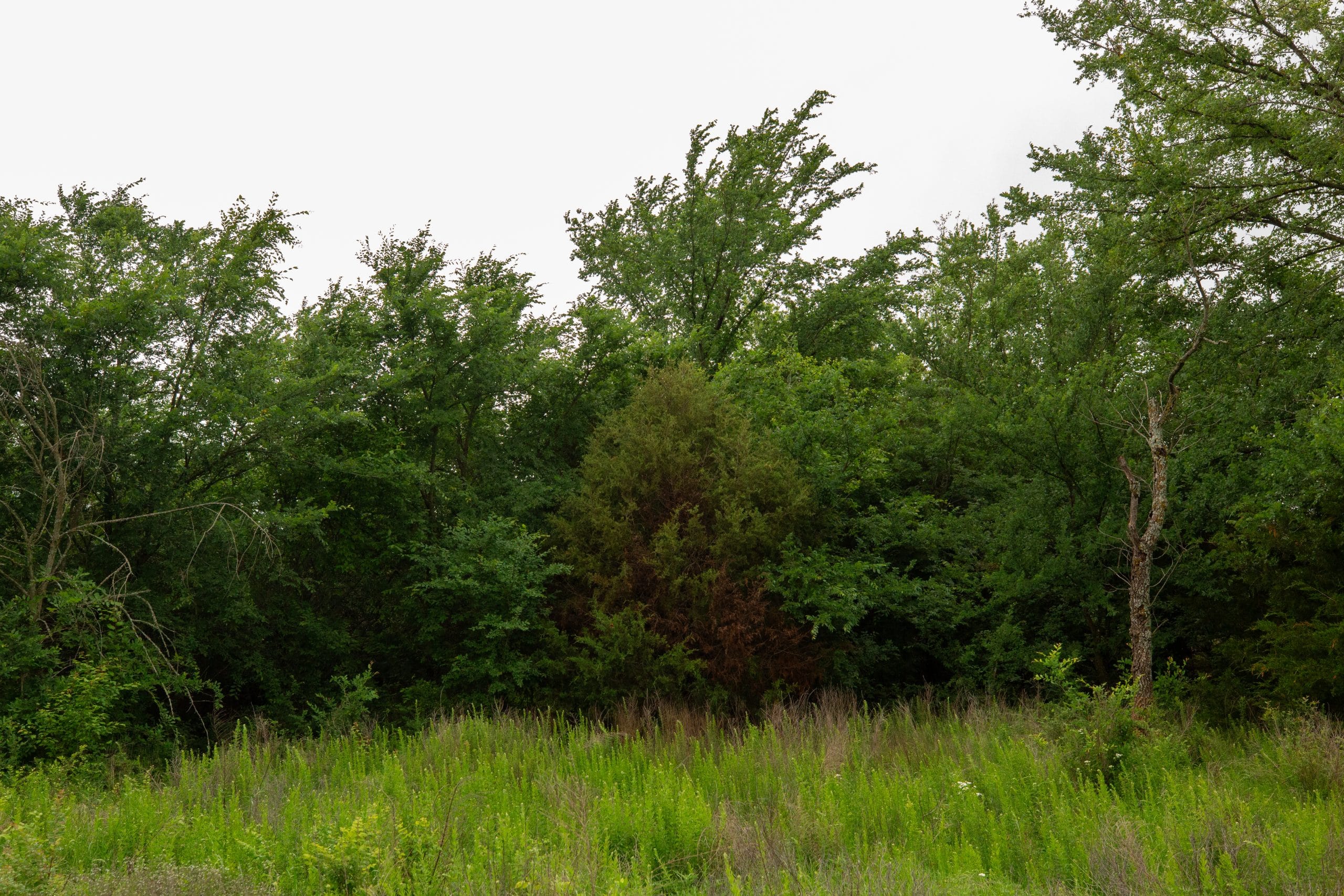 Moonrise Meadows Tract 7 photo 3