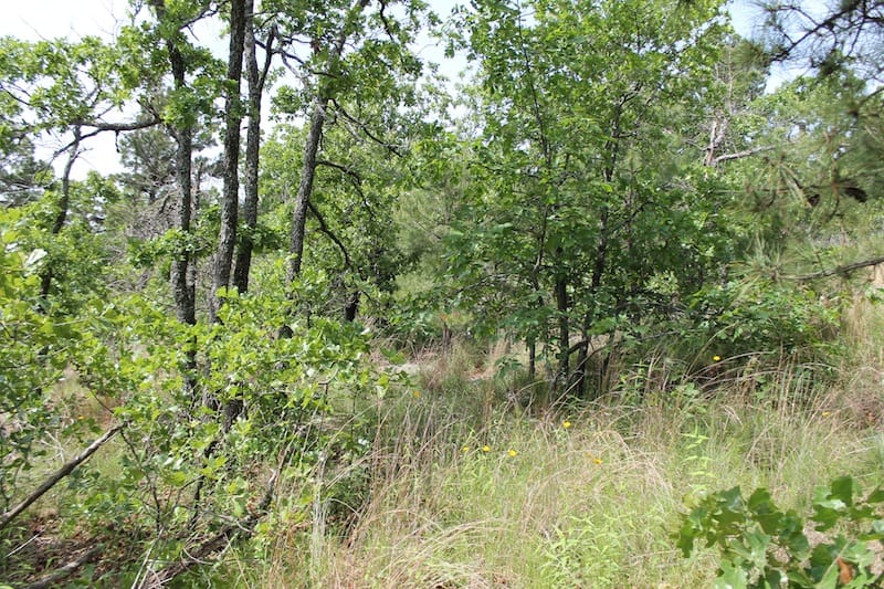 Indian Ridge – Phase II Tract 43 photo 11