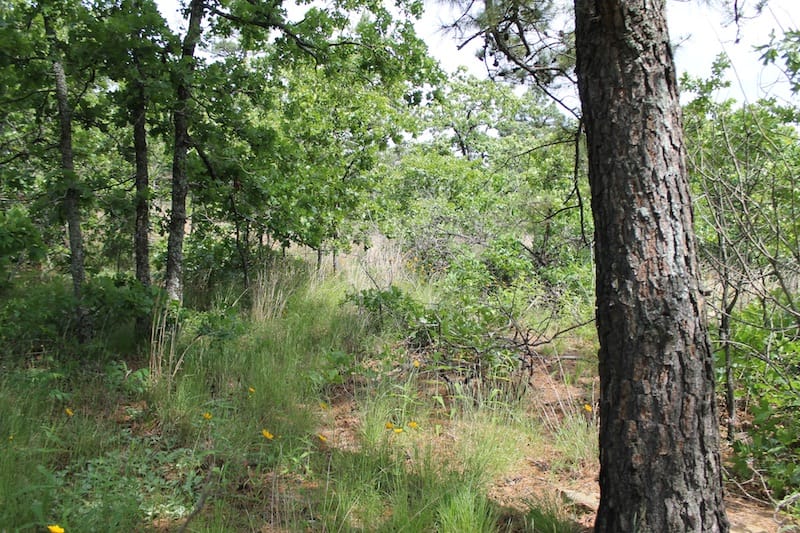 Indian Ridge – Phase II Tract 43 photo 12