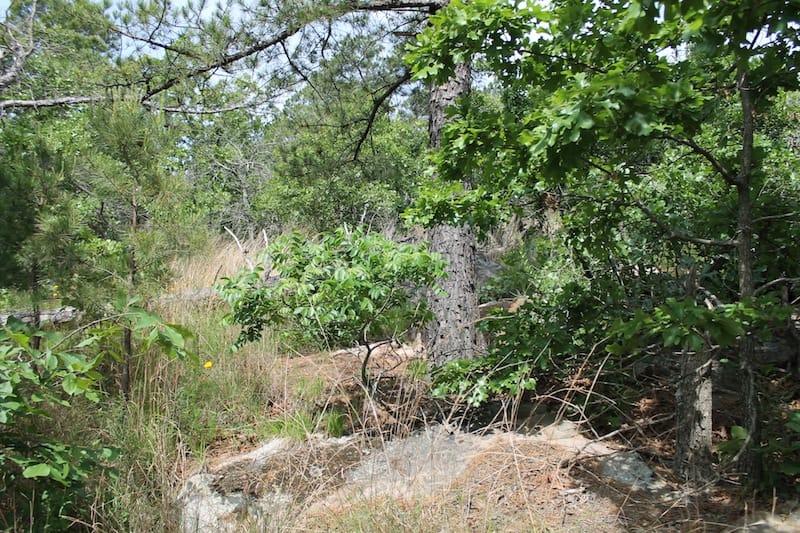 Indian Ridge – Phase II Tract 43 photo 13