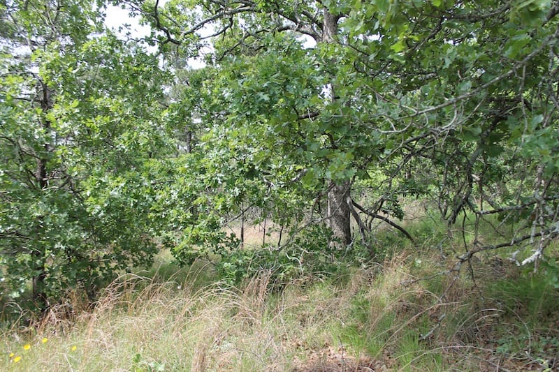 Indian Ridge – Phase II Tract 43 photo 15