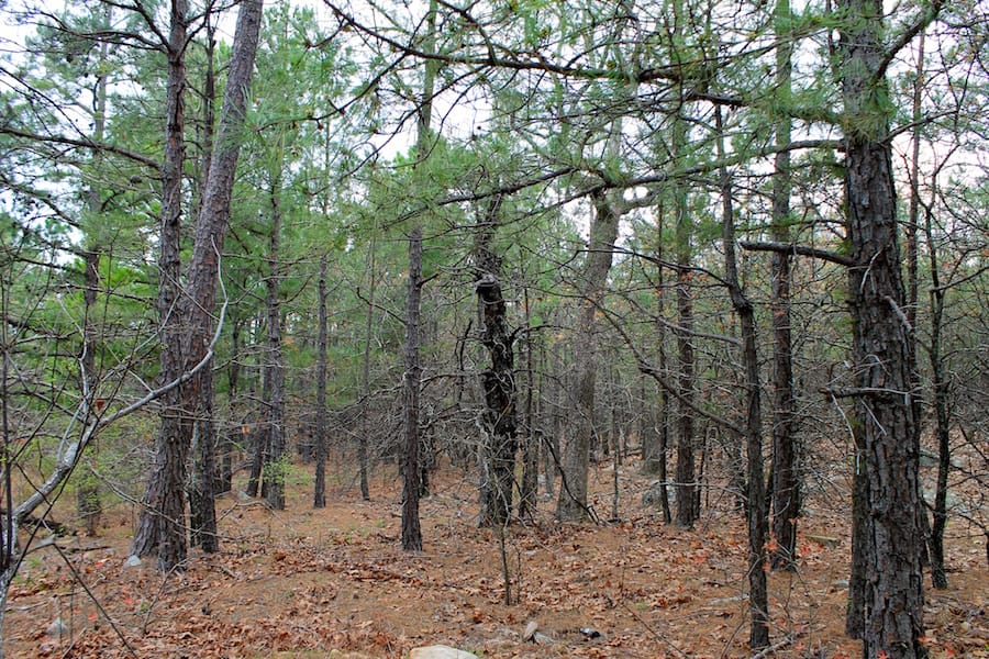 Trophy Ridge Phase III Tract 45 photo 2