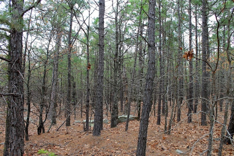 Trophy Ridge Phase III Tract 45 photo 3