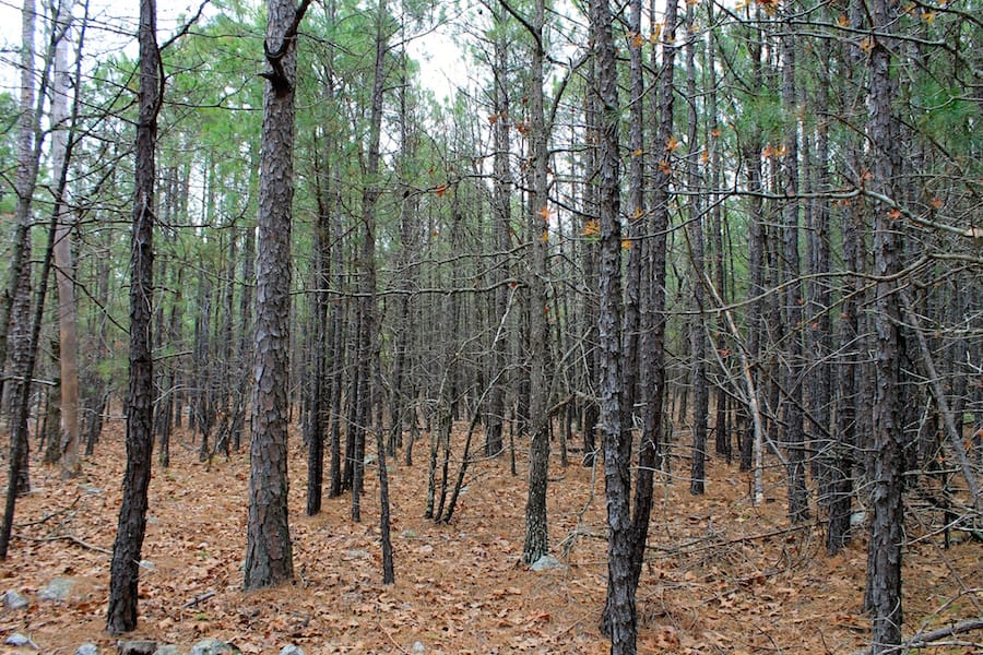 Trophy Ridge Phase III Tract 45 photo 4