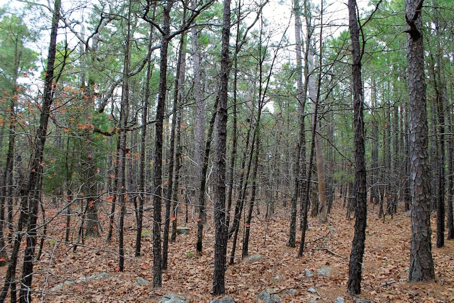 Trophy Ridge Phase III Tract 45 photo 5