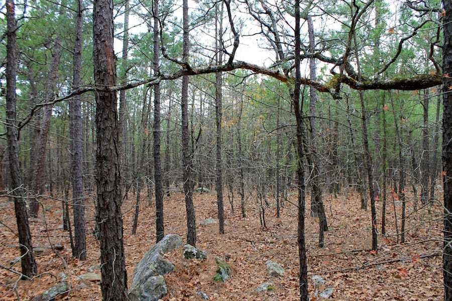 Trophy Ridge Phase III Tract 45 photo 6