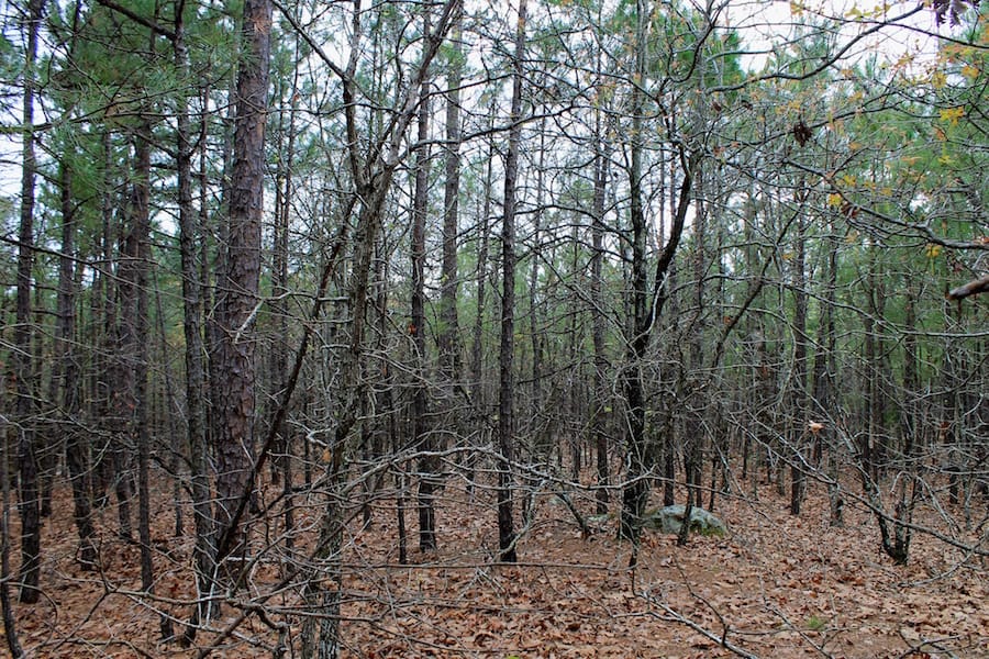 Trophy Ridge Phase III Tract 45 photo 7