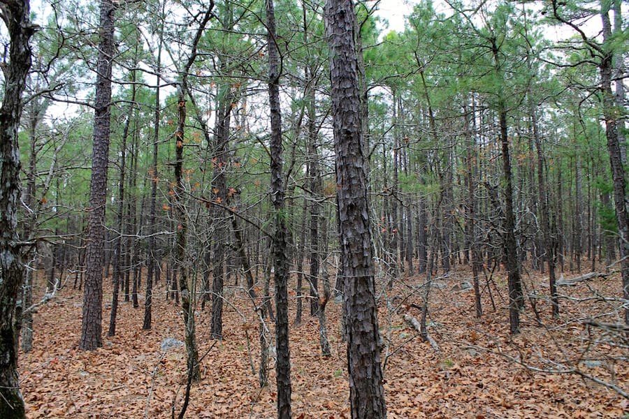 Trophy Ridge Phase III Tract 45 photo 8