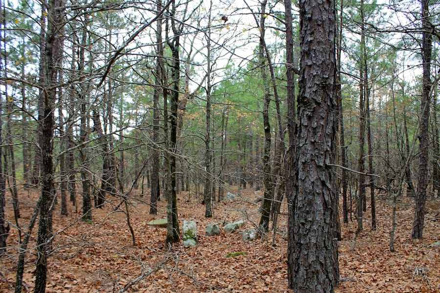 Trophy Ridge Phase III Tract 45 photo 9