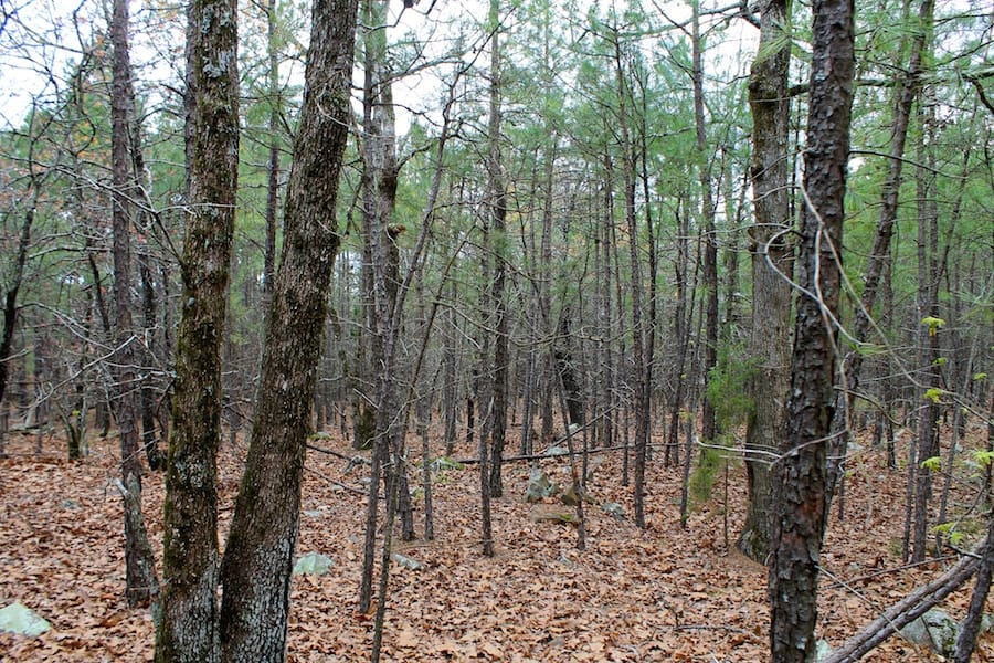 Trophy Ridge Phase III Tract 45 photo 10