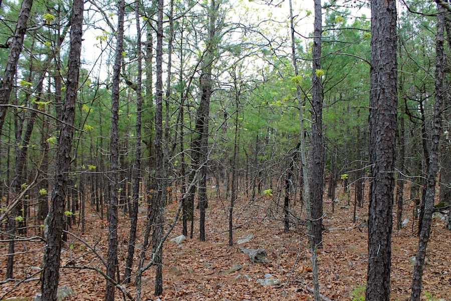 Trophy Ridge Phase III Tract 45 photo 11