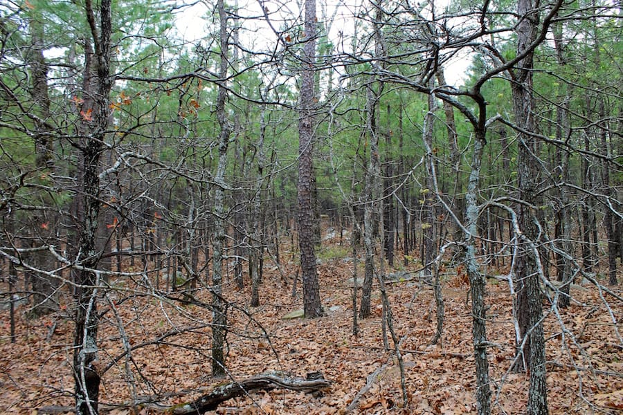 Trophy Ridge Phase III Tract 45 photo 12