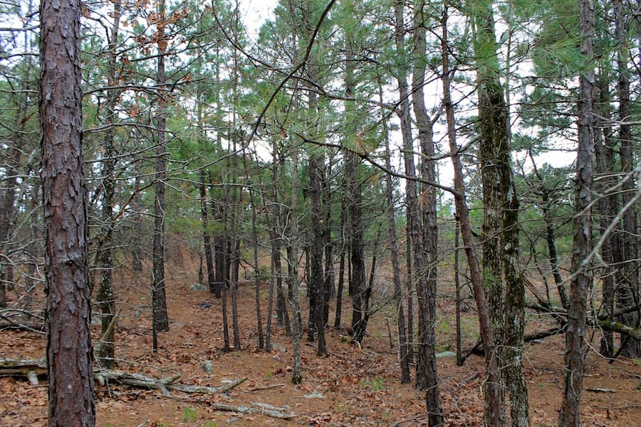 Trophy Ridge Phase III Tract 45 photo 13
