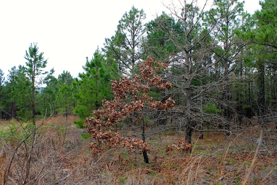 Trophy Ridge Phase III Tract 45 photo 14