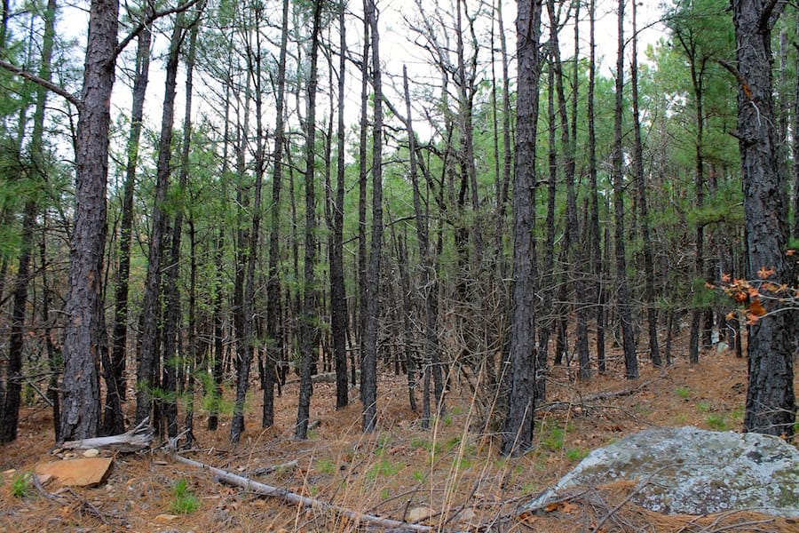 Trophy Ridge Phase III Tract 45 photo 15