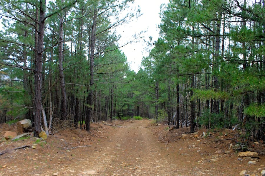Trophy Ridge Phase III Tract 45 photo 16