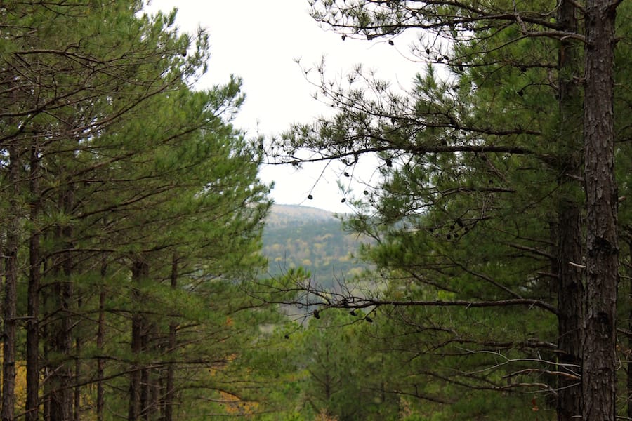 Trophy Ridge Phase III Tract 45 photo 17