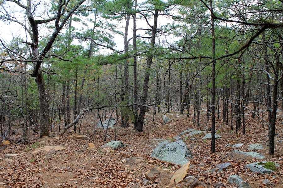 Trophy Ridge Phase III Tract 45 photo 18