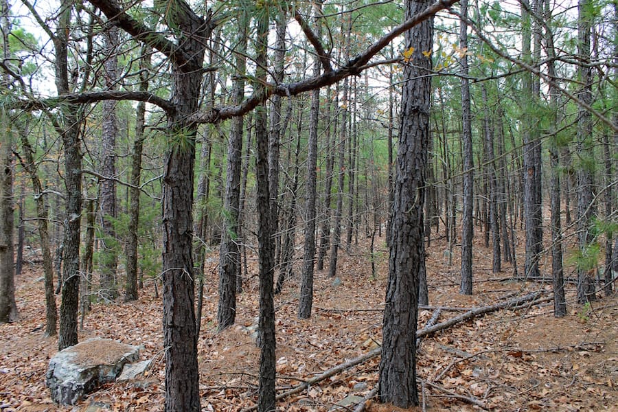 Trophy Ridge Phase III Tract 45 photo 19