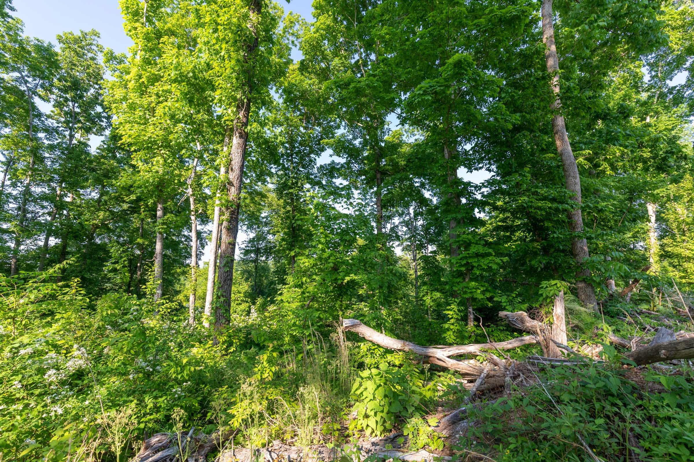 Cedar Creek Tract 52 photo 4