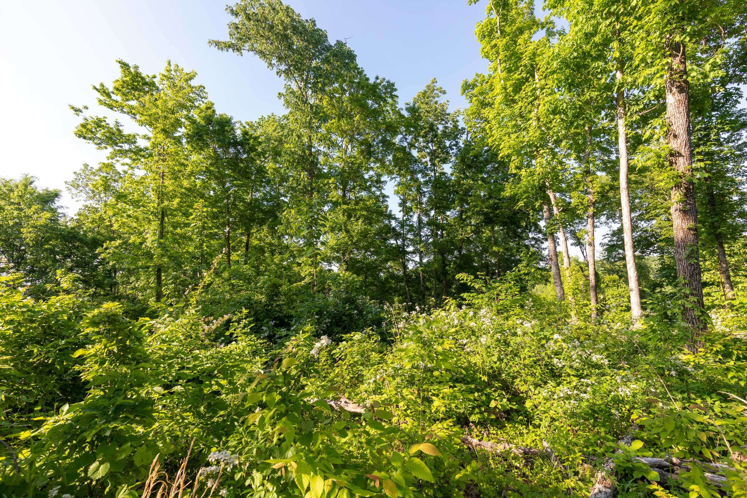 Cedar Creek Tract 52 photo 5