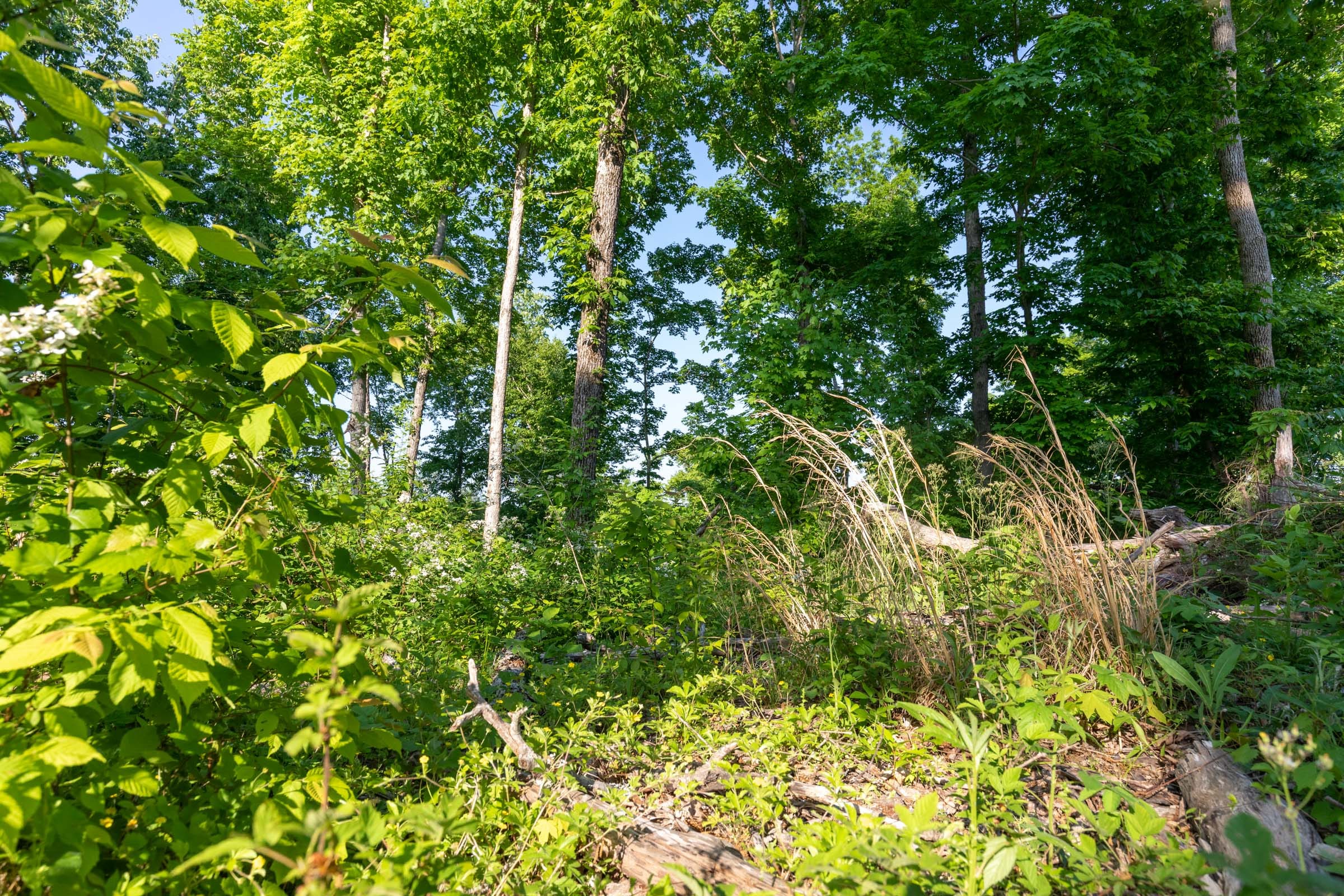 Cedar Creek Tract 52 photo 9
