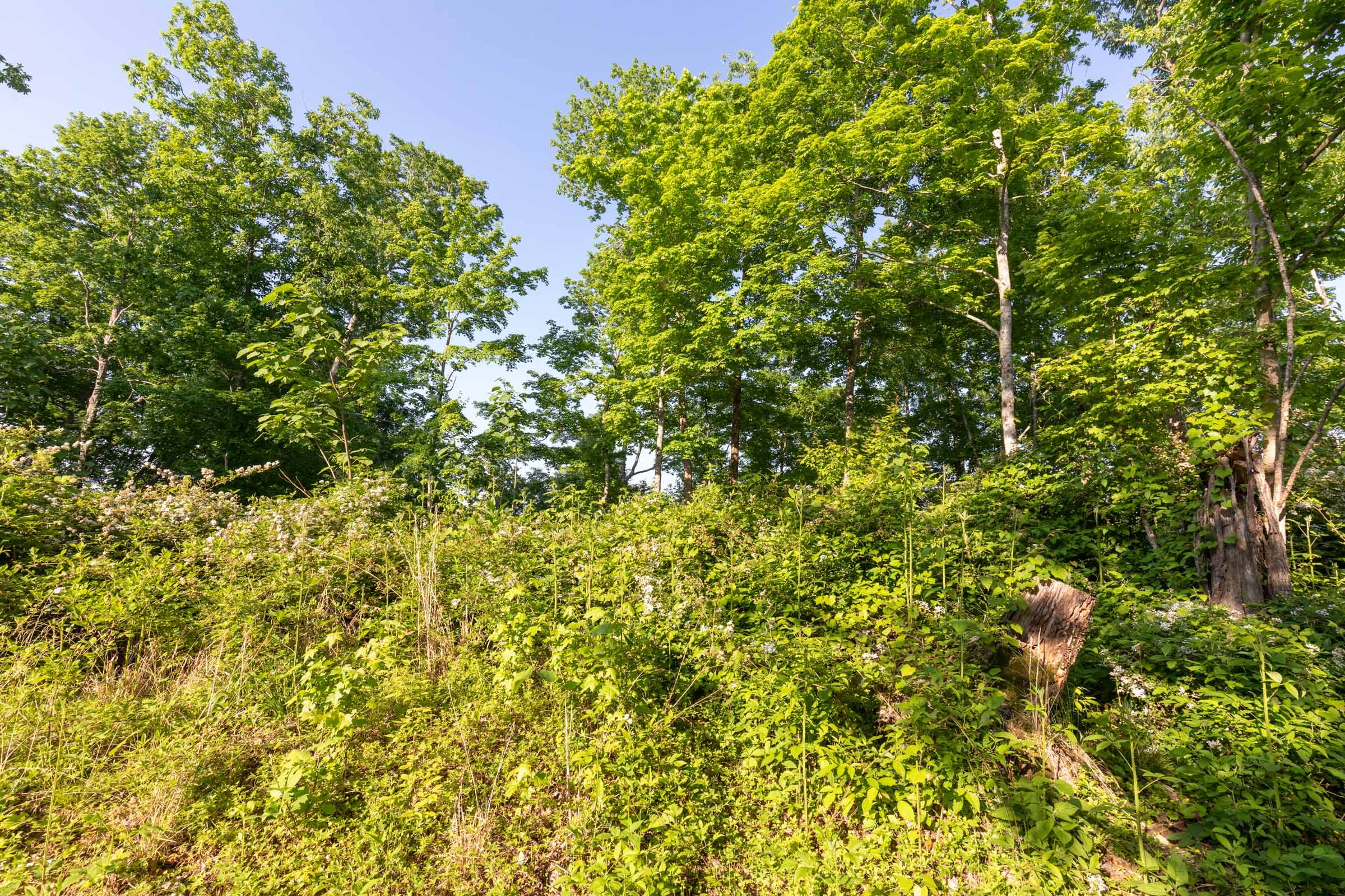 Cedar Creek Tract 52 photo 10
