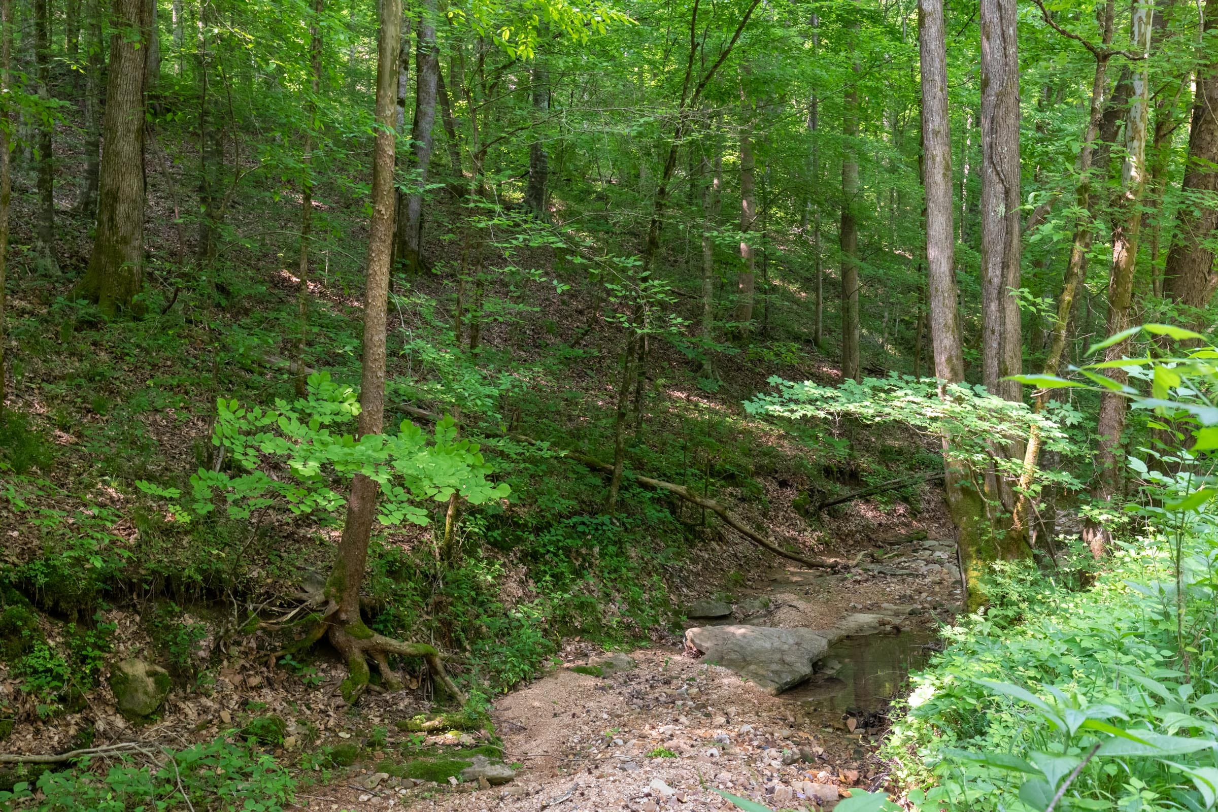 Cedar Creek Tract 52 photo 12