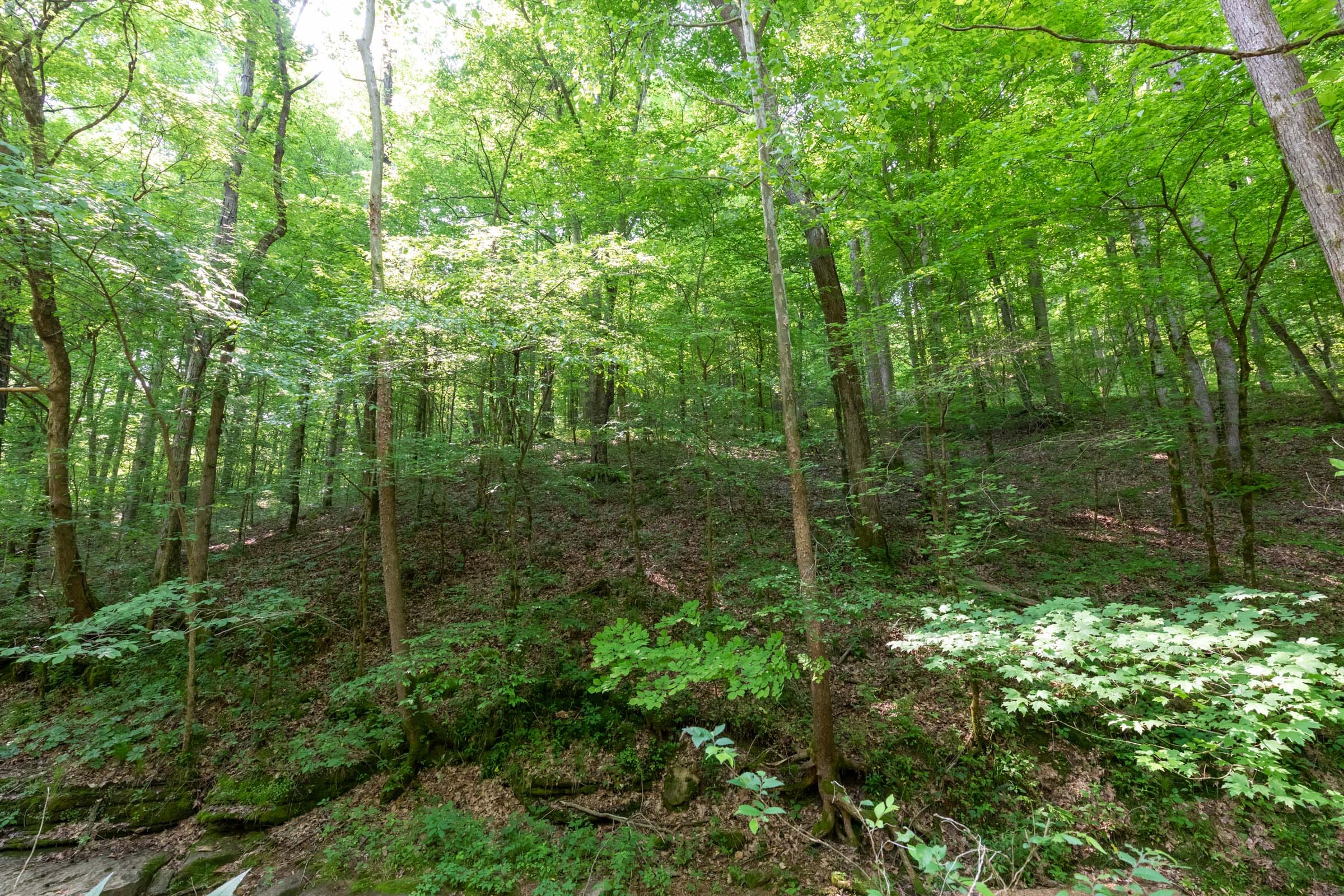 Cedar Creek Tract 52 photo 13