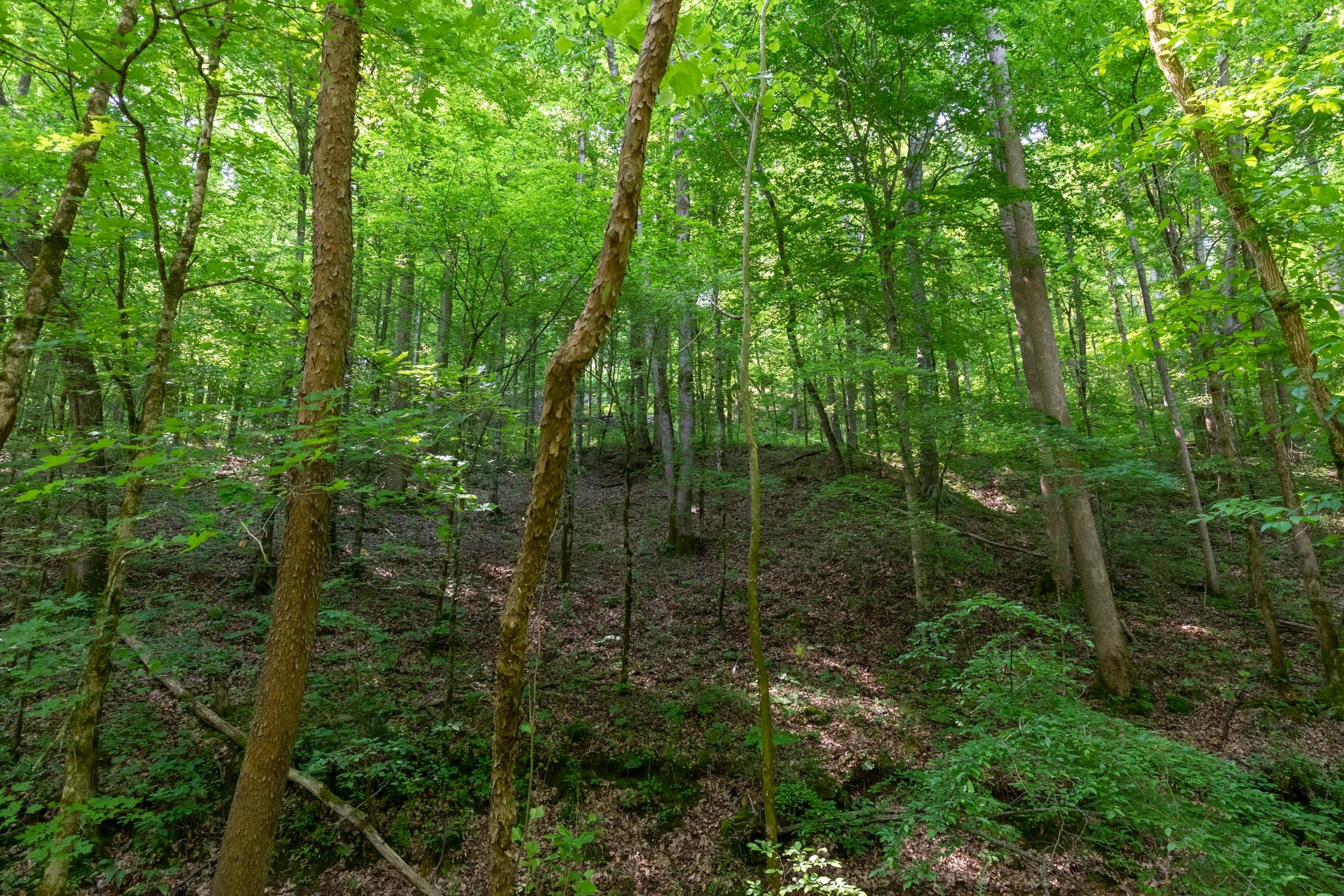 Cedar Creek Tract 52 photo 14