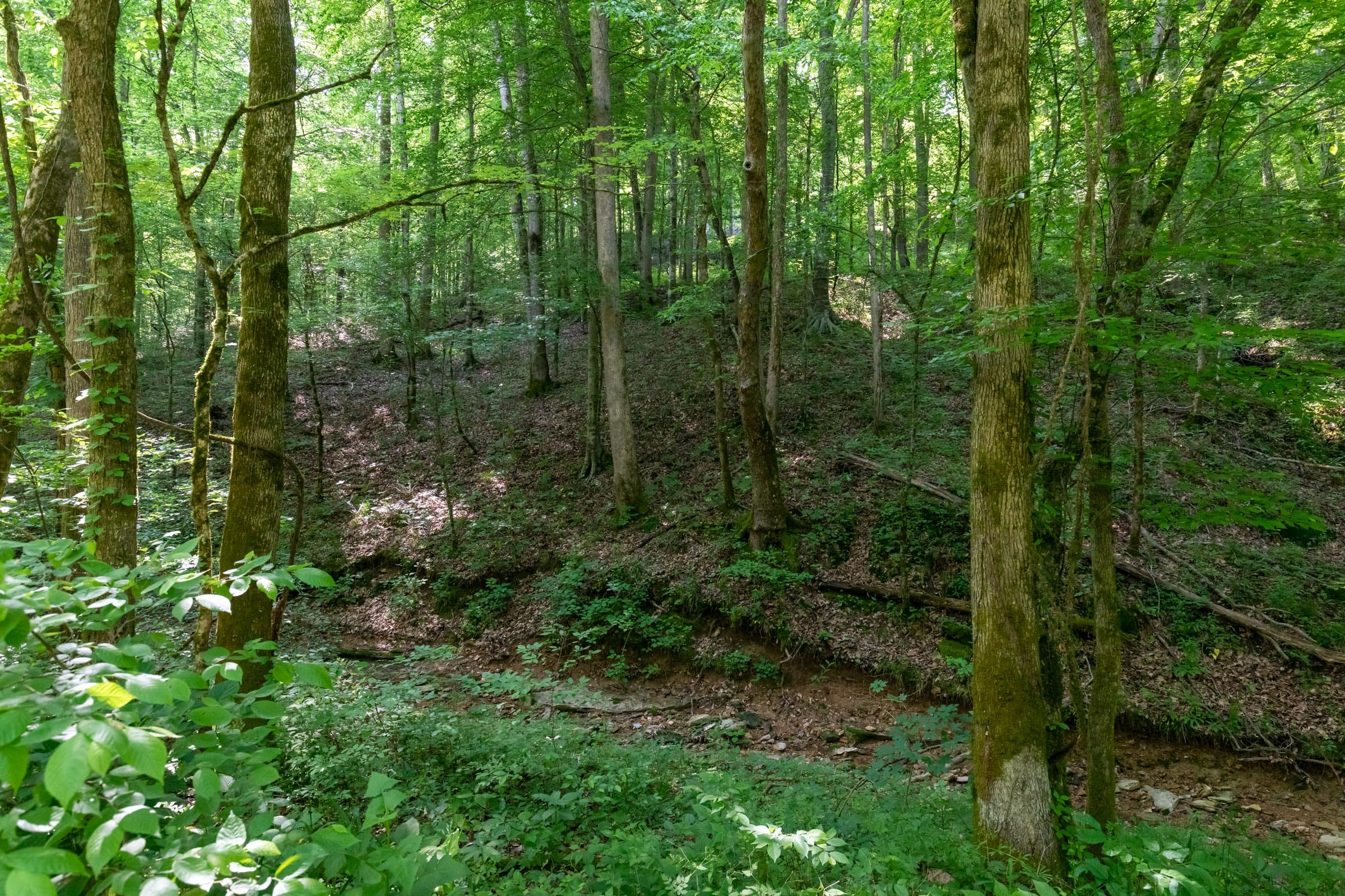 Cedar Creek Tract 52 photo 16