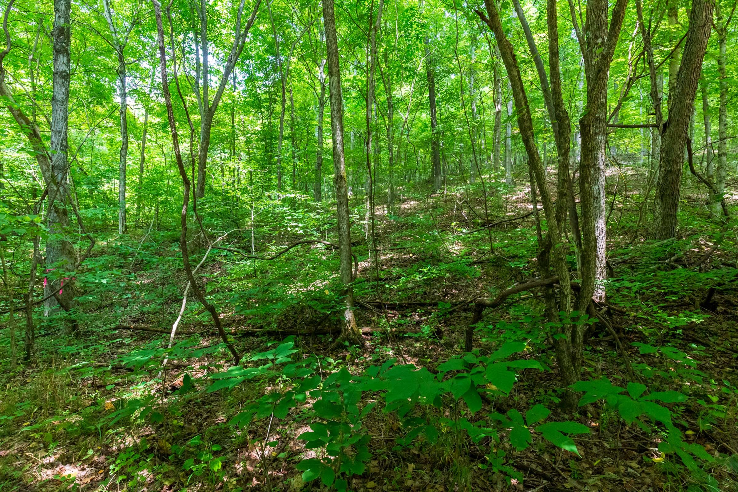 Cypress Ridge Tract 6 photo 2