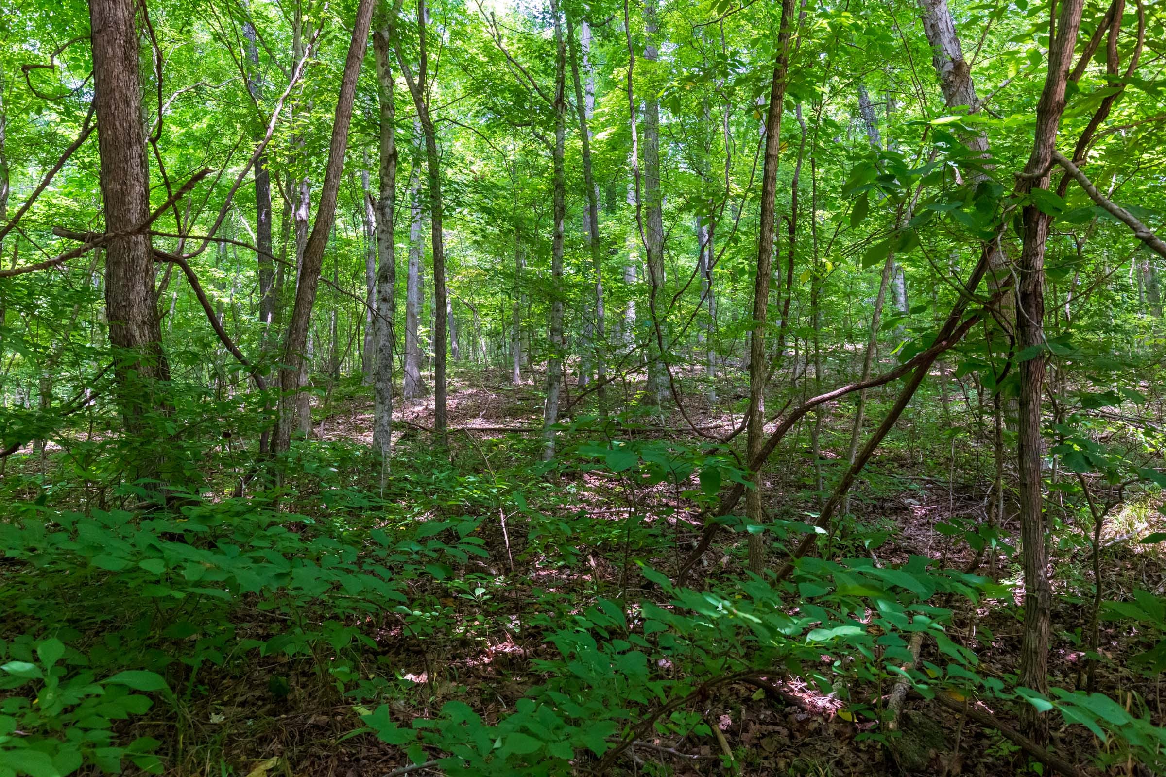 Cypress Ridge Tract 6 photo 3