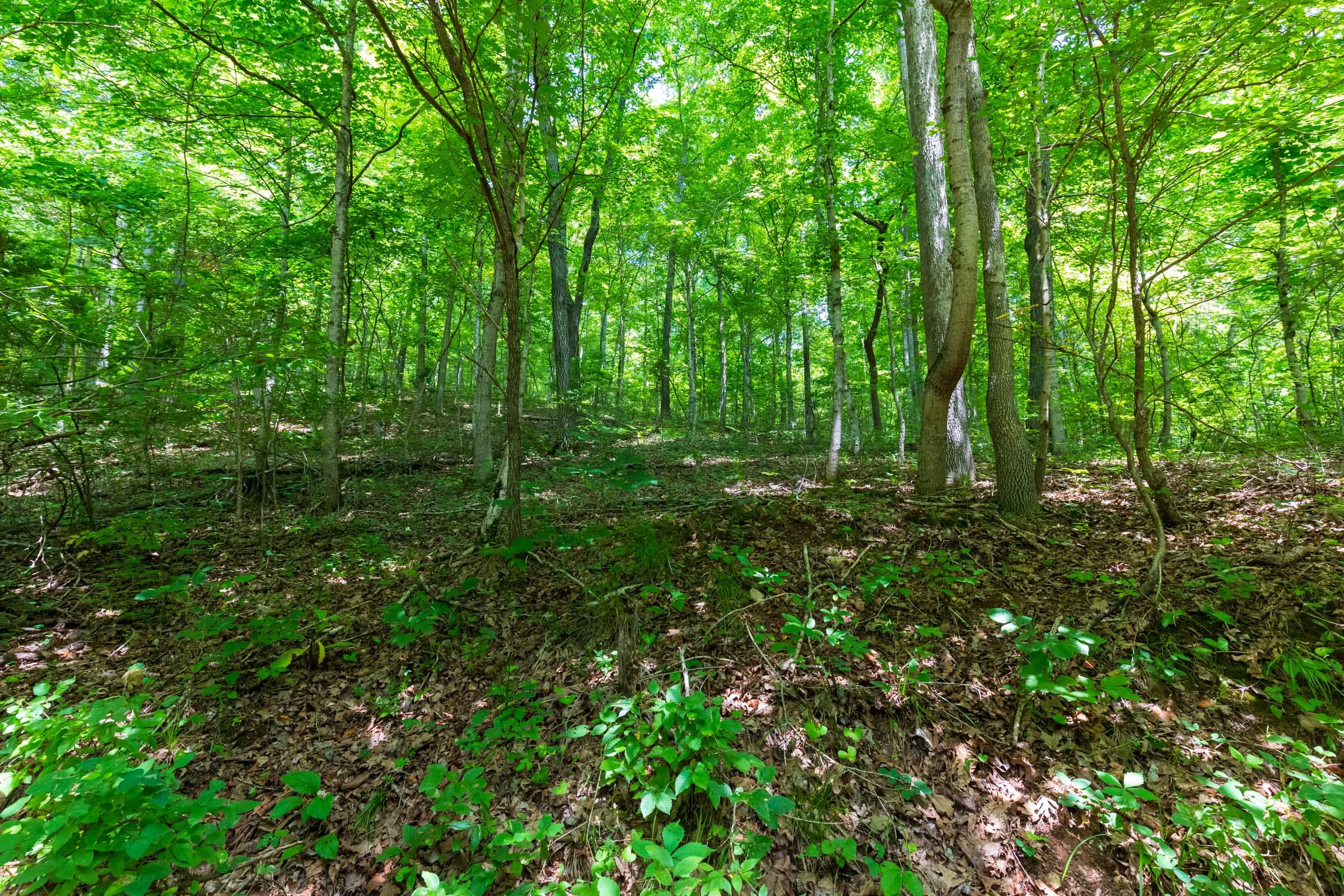 Cypress Ridge Tract 6 photo 4