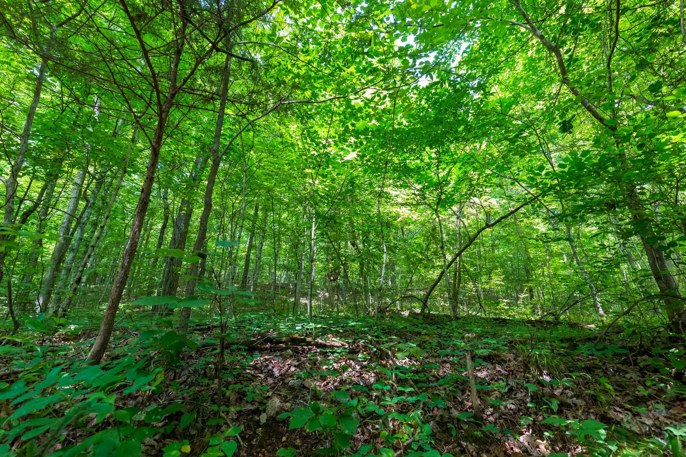 Cypress Ridge Tract 6 photo 5